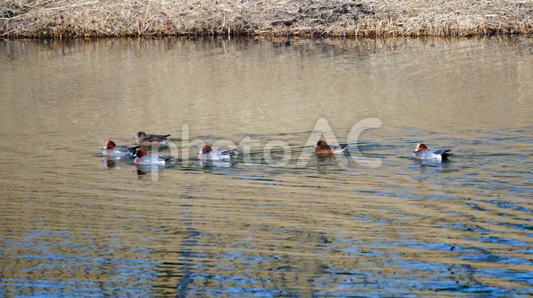 親水公園のヒドリガモがいる景色 ヒドリガモ,鴨,渡り鳥の写真素材