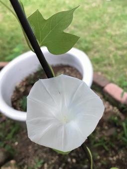 めずらしい純白のアサガオの花 めずらしい純白のアサガオの花 アサガオ,美しい,ホワイトの写真素材