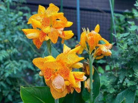 情熱の花カンナ 情熱の花カンナ カンナ,情熱の花,花の写真素材