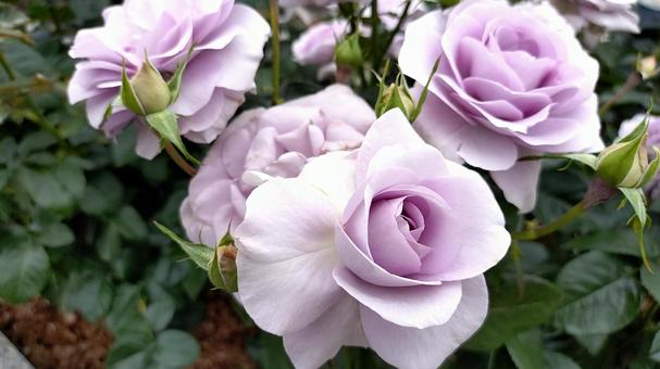 薔薇 薔薇 薔薇,バラ,紫色の写真素材