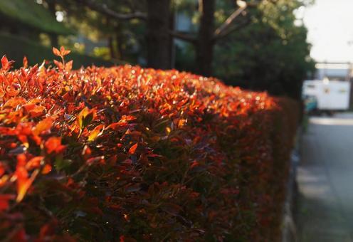 ドウダンツツジの生垣 ドウダンツツジの生垣の写真