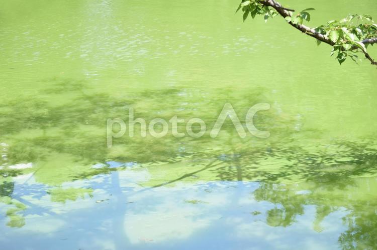 枝と湖面に映る緑 湖面,水面,水の写真素材