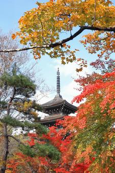 秋の定規如来五重塔 秋の定規如来五重塔 紅葉,秋,もみじの写真素材