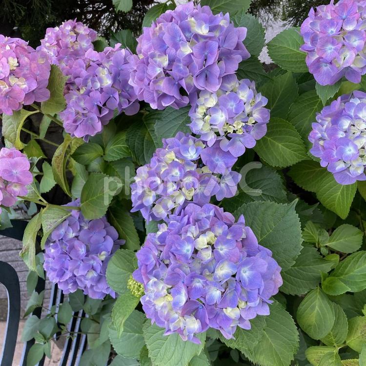 アジサイ、梅雨の花 紫陽花,アジサイ,梅雨の写真素材