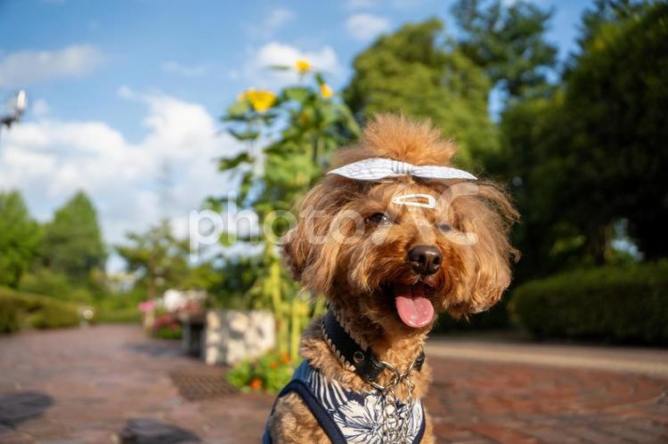 夏の公園で遊ぶトイプードル トイプードル,トイプー,夏の写真素材