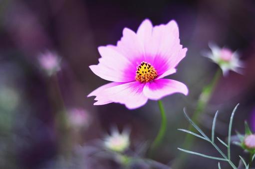 コスモスの花のある風景 コスモスの花のある風景の写真