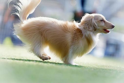Photo, dog, kaninchendax, kaninchen, 