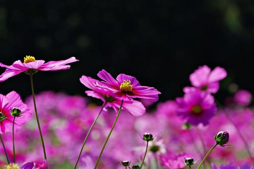 秋桜幻想 秋桜幻想の写真