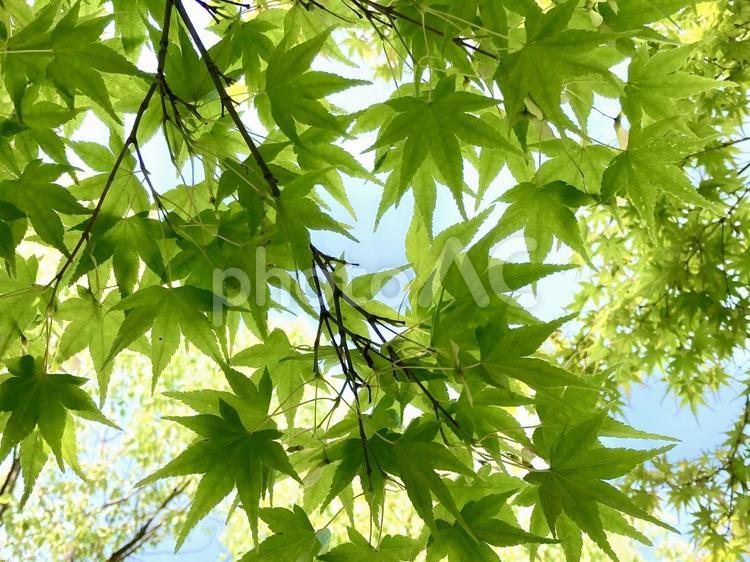 陽に透けるもみじの葉っぱたち 新緑,グリーン,もみじの写真素材