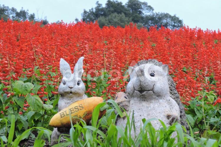 サルビアスプレンデスの畑 庭園,庭,植物の写真素材
