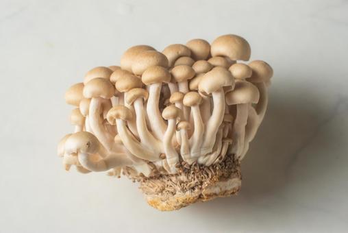 白背景で撮ったしめじ 白背景で撮ったしめじ しめじ,きのこ,秋の写真素材
