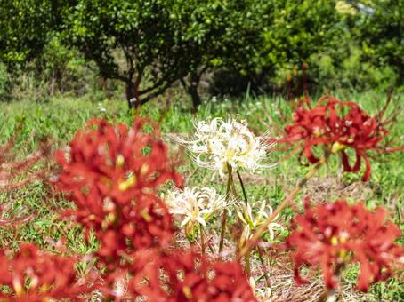 朱に映える白曼珠沙華 彼岸花,曼珠沙華,白の写真素材