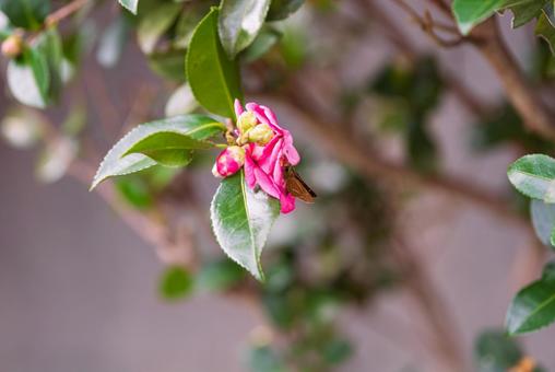 山茶花の蜜を探すチャバネセセリ 山茶花の蜜を探すチャバネセセリ チャバネセセリ,蝶,ちょうちょの写真素材