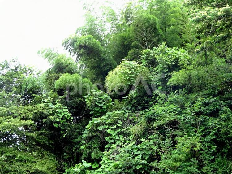 森林の中の竹林 竹林,竹,森林の写真素材