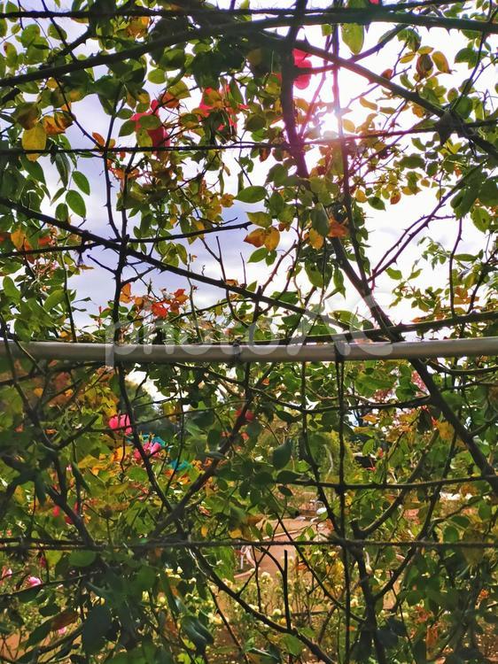 蔦の巻き付いたアーチ アーチ,公園,蔦の写真素材