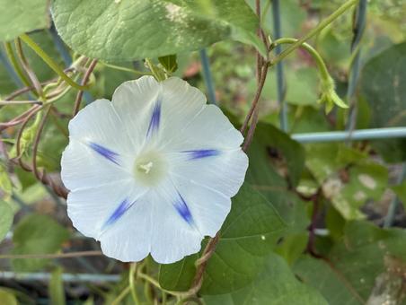 綺麗に咲いたアサガオの花 綺麗に咲いたアサガオの花 あさがお,花,自然の写真素材