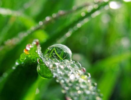 水滴と緑の葉 Water dropsの写真