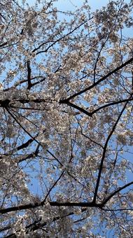 桜 桜の写真