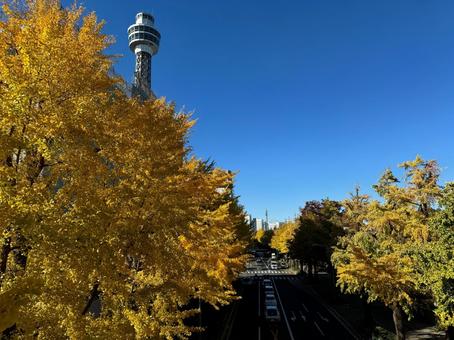 山下公園通りの紅葉 山下公園,山下公園通り,秋の写真素材