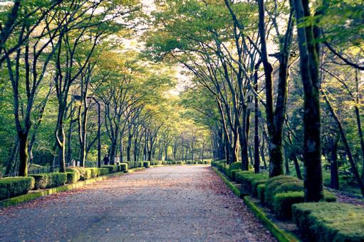 木漏れ日の並木道と落ち葉 並木道,並木,木の写真素材