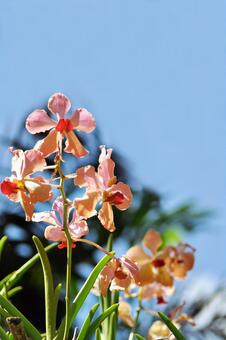 蘭　夏空の写真