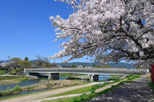 4月の京都市賀茂川 出雲路橋と満開の桜 4月の京都市賀茂川 出雲路橋と満開の桜 賀茂川,出雲路橋,春の写真素材
