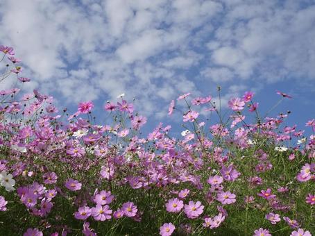 コスモスと空 コスモスと空 秋桜,コスモス,秋の写真素材
