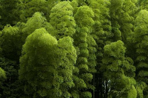 竹林 竹林の写真