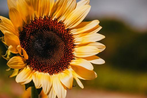 絵になるひまわり 絵になるひまわりの写真