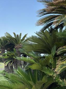Is this a cycad? 02, JPG