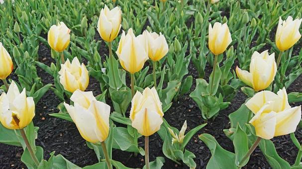 Tulips, white, part 2, JPG Tulips, white, part 2, JPG