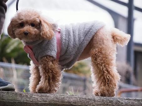 お散歩 お散歩の写真