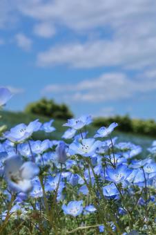ネモフィラ ネモフィラ,花,flowerの写真素材