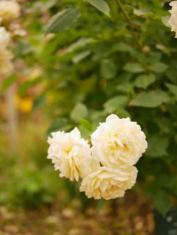 薔薇 薔薇の写真