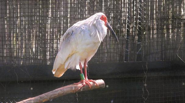 トキ(朱鷺) トキ(朱鷺) トキの森公園,トキ,朱鷺の写真素材