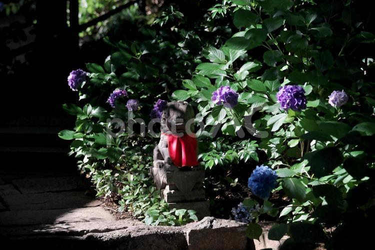 田無神社　恵比寿・大黒社の狛犬 恵比寿様,大黒社,大黒様の写真素材