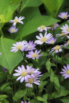 ミヤコワスレ・都忘れ　咲く風景 草花,素朴,ミヤコワスレの写真素材