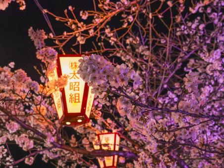桜 桜 桜,夜桜,広島県の写真素材