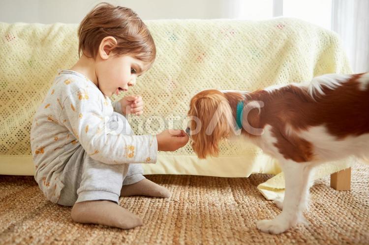 犬と男の子9 男の子,犬,遊ぶの写真素材