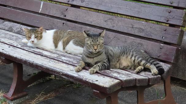 ベンチで夕涼みしているもふもふな猫様たち ベンチで夕涼みしているもふもふな猫様たち 猫,キジトラ,キジシロの写真素材