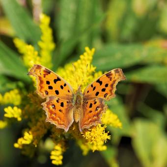 キタテハの写真