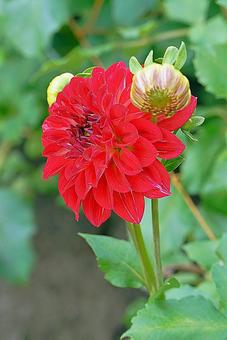 宝塚ダリア園　秋　ダリア30　手毬唄 宝塚市,宝塚ダリア園,ダリアの写真素材