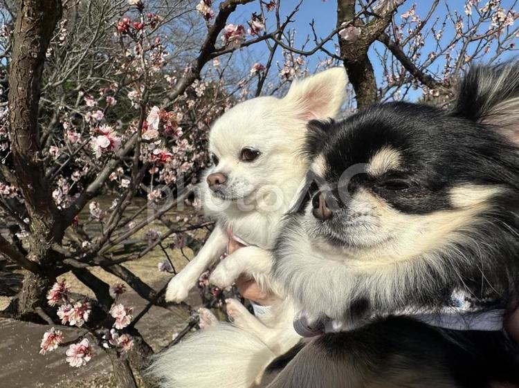 白黒チワワと桜を背にして 犬,チワワ,ちわわの写真素材