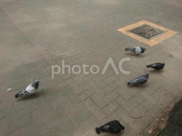 街中のハト2 ハト,鳥,通りの写真素材
