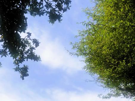 木の緑と青空 木の緑と青空の写真