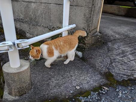草を食べる茶トラ猫 猫,ねこ,キャットの写真素材