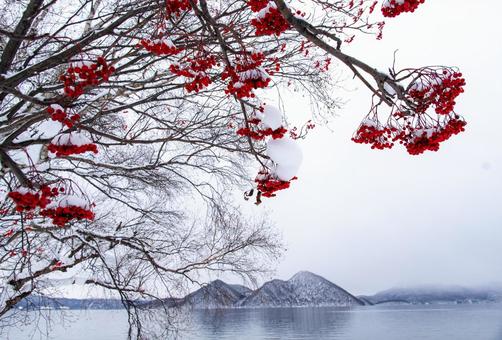 洞爺湖の冬、ナナカマドの赤い実が飾る湖畔 洞爺湖,ナナカマド,冬景色の写真素材