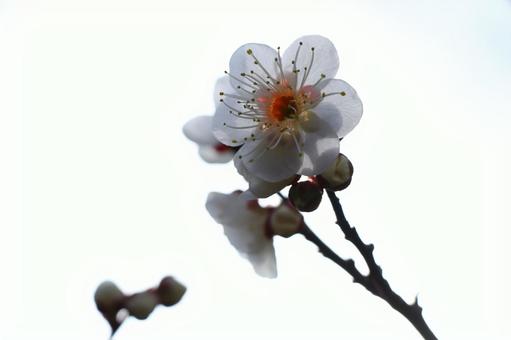 梅 梅の写真