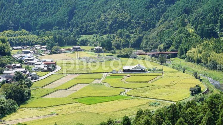 田舎の田園 コメ,田園,稲作の写真素材