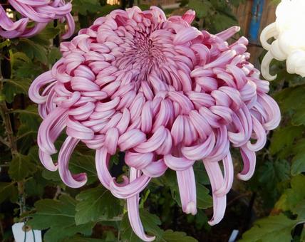 【風景写真】福山菊花展覧会の風景 キク,菊,菊花展の写真素材